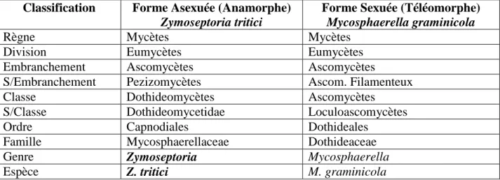 Tableau 02 : Taxonomie des deux formes de l’agent causal de la tache septorienne  des  feuilles du blé (Allioui, 2015) 