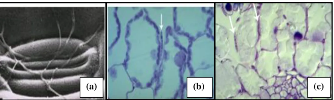 Figure 06 : Croissance biotrophique (0 à 24 heures après le contact) : (a) Pénétration de l'hôte  par des ouvertures naturelles, les stomates 4 à 48 heures après le contact ; (b) Phase biotrophique  intercellulaire 2-12 jours après contact ; (c) Croissance