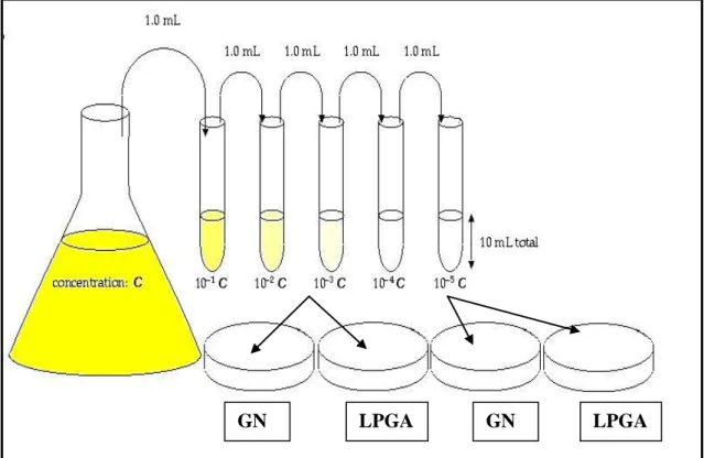 Figure 12 : La technique des dilutions décimales [7] 