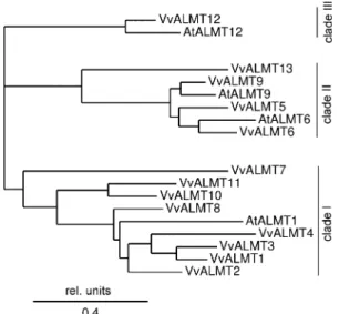 Fig. 1 Dendrogram of the ALMT protein family in V.vinifera. Based on multiple amino acid sequence alignments using ClustalW (Thompson et al