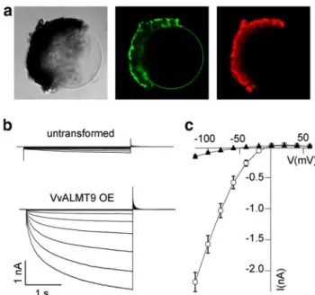 Fig. 3 Intracellular localisation and anion conductivity of VvALMT9-GFP. a Transmission, GFP fluorescence and chlorophyll autofluorescence images showing the tonoplastic localisation of VvALMT9-GFP in an isolated vacuole after lysis of N
