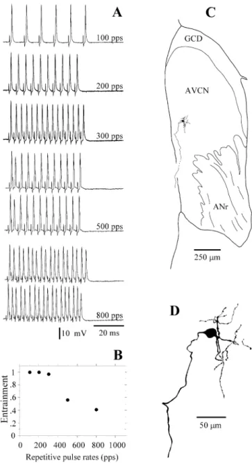 Figure 1 illustrates a typical example of recording from an axon in the TB. After staining, the axon was traced back to the CN and found to arise from a cell in the AVCN (Fig