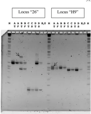 Figure 1. Electrophoretic patterns of locus ‘‘26’’ and ‘‘H9’’ in four individuals of A
