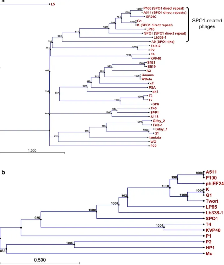 Fig. 4 a Phylogenetic tree calculated from ClustalW alignments of large terminase subunit sequences from SPO1-like phages and a selection of phages with known packaging mechanism [26] using the neighbor-joining method and 1,000 bootstrap replicates