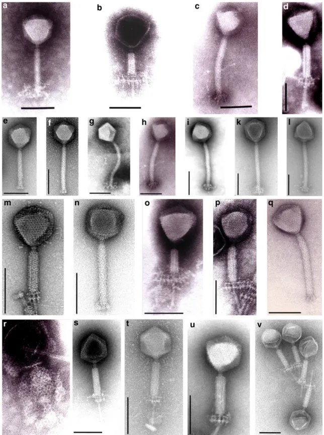 Fig. 2 Transmission electron microscopic images of SPO1 and SPO1- SPO1-related bacteriophages