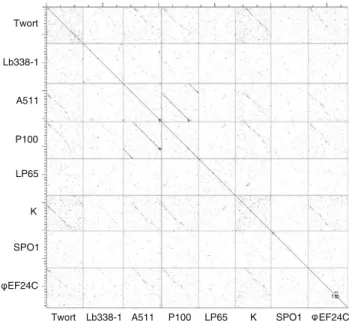 Fig. 3 Dot plot of nucleotide sequences from published SPO1-like phages. The plot was generated using Dotter [94] Linux version 2002 with a sliding window size of 25