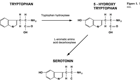 Figure 1. Biosynthesis of seroto- seroto-nin.