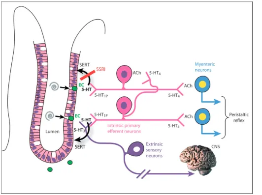 Figure 2. Action of serotonin in the bowel wall. Serotonin  re-leased from stimulated  entero-chromaffin cells activates  sub-mucosal intrinsic primary  effer-ent neurons (pink) throught  5-HT1P receptors