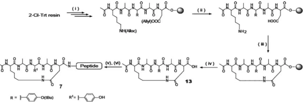 Figure 1 displays the N-cap candidates in their peptide-conjugated form that were investigated, none of which have been previously explored as potential N-caps except for compound 5 4 (Mu¨ller et al., 1993).
