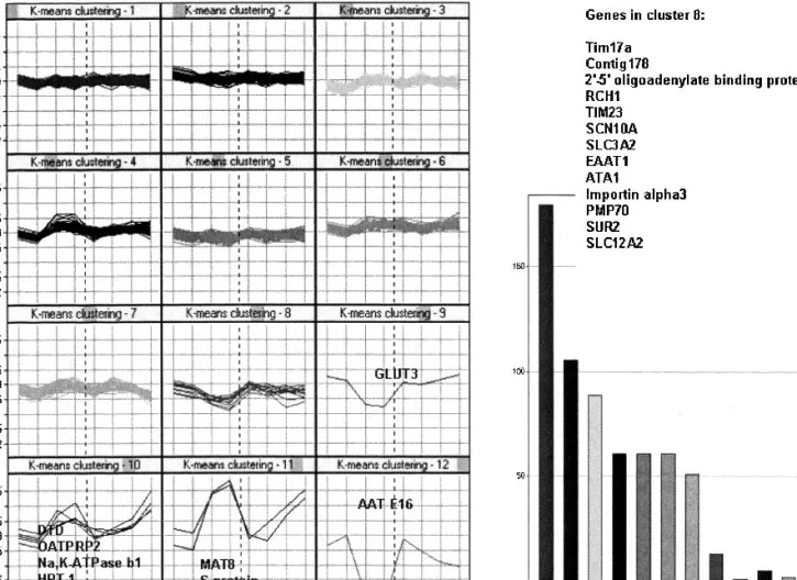 Table VIII). For instance CaCC2, contig90, a gene similar to CAT, y + system (gi|20485816), and MAT8 were found to be more highly expressed in colon, and GLUT5 and SGLT1 in small intestine
