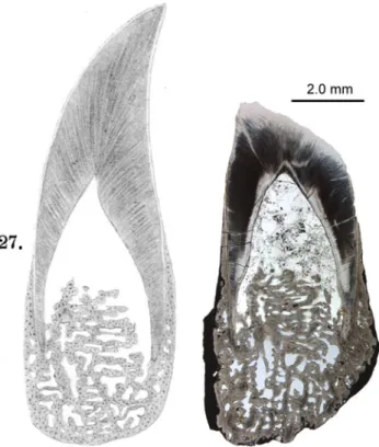 Fig. 4 Matching the longitudinal section (BSPG AS I 1656) (on the left) with fig. 27 of plate 26 of Bauer (1898) (on the right)
