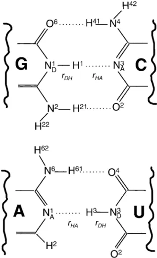 Figure 1. Hydrogen bonds in nucleic acid base pairs with conven- conven-tional numbering (Markley et al., 1998)