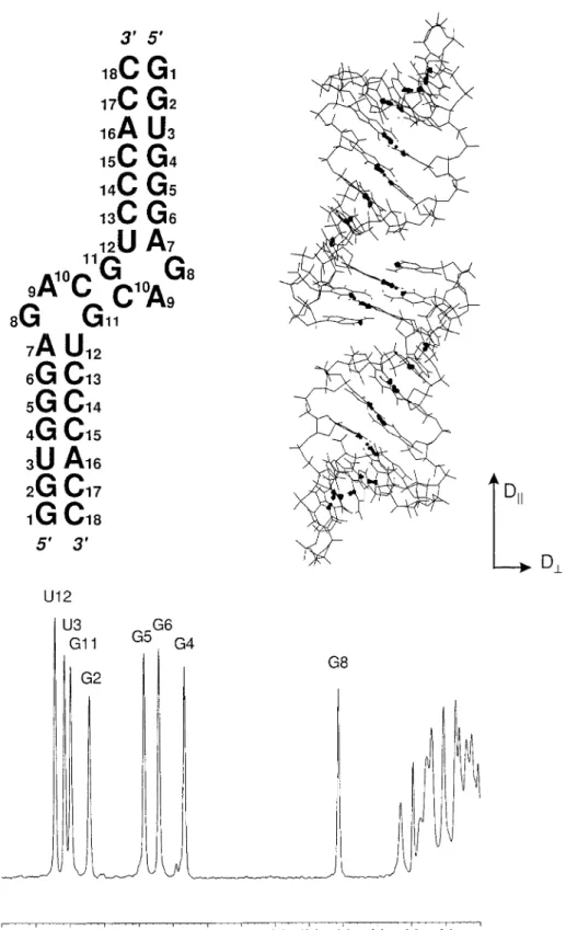 Figure 3. Top left: Schematic sketch of the H3-18 RNA with the sequence GGUGGGAGACGUCCCACC which forms a hairpin with a stem comprising 7 matched Watson–Crick base-pairs and a loop with 4 unpaired bases that can form 2 intermolecular base-pairs G11-C  10 a