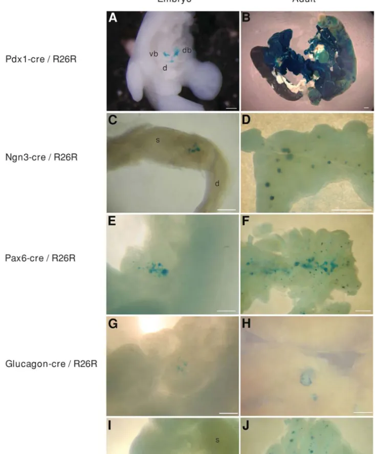 Fig. 3. (Continued).  two organs, and are pancreatic progenitor cells. NGN3 and PAX6 are shown to be essential for islet morphogenesis (Table 1), and are expressed early (from E9.5) in pancreatic development