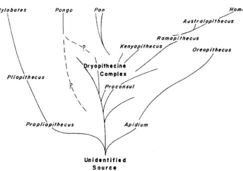 Figure 1. Phylogeny of the Hominidea, showing the family Hominidae (comprising the genus Homo and Australopithecus) and the subfamily Ponginae (of the family Pongidae, and comprising the genus Pan and Pongo) to have arisen from the Dryopithecus  com-plex, 