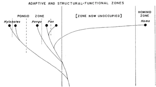 Figure 2. Dendrogram of aﬃnities of recent hominoids relative to their radiation into adaptive-structural-functional zones; the horizontal distance between two taxa among other things indicates behavioral distance (grade), and the vertical distance of two 