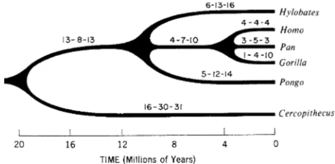 Figure 4. Albumin (units of change), transferrin (units of change) and DNA (units in dissociation time of hybrids) phylogeny of the Hominoidea based on the molecular clock; from Sarich, Vincent M., and Cronin, John E