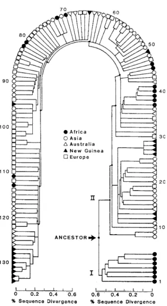 Figure 6. ‘Family tree’ of 134 mtDNA types derived from 148 people occupying ﬁve diﬀerent geographical regions; the tree was constructed by a computer program on the basis of restriction maps, the parsimony method (minimization of total number of mutations