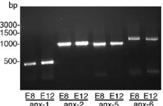 Fig. 1 RT-PCR for the detection of annexin mRNA in chicken CAM. mRNA was isolated from E8 and E12 chicken CAM and reverse-transcribed into cDNA