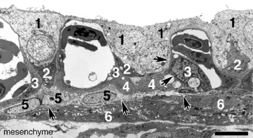 Fig. 4 Electron-microscopic analysis of ultrathin sections of E12 CAM revealed five different cell types in the chorionic epithelium of the CAM