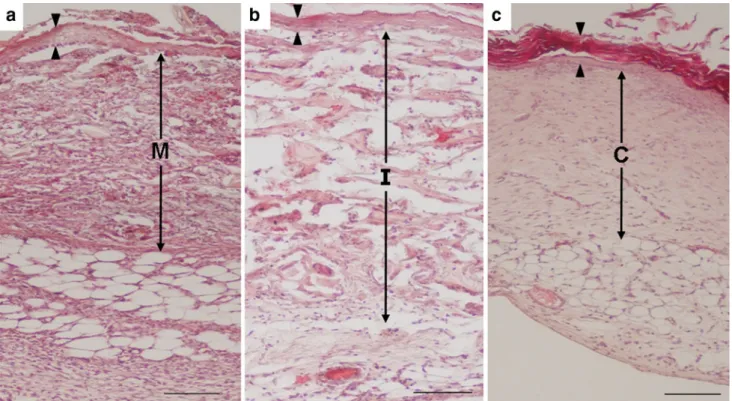 Fig. 1 Histological evaluation of the excised transplants 14 days after one-step procedure (haematoxylin and eosin staining)