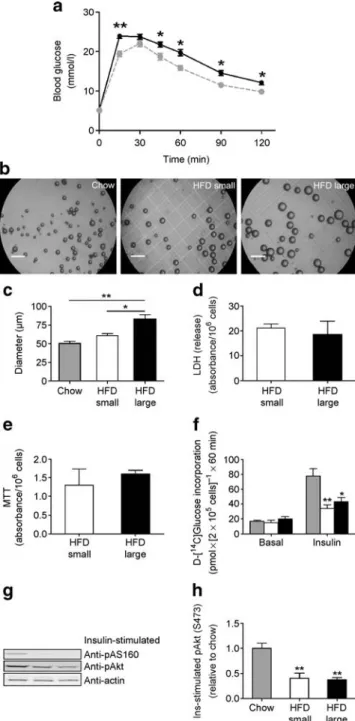 Fig. 1 Reduced insulin responsiveness in small and hypertrophic adipocytes isolated from HFD-fed mice