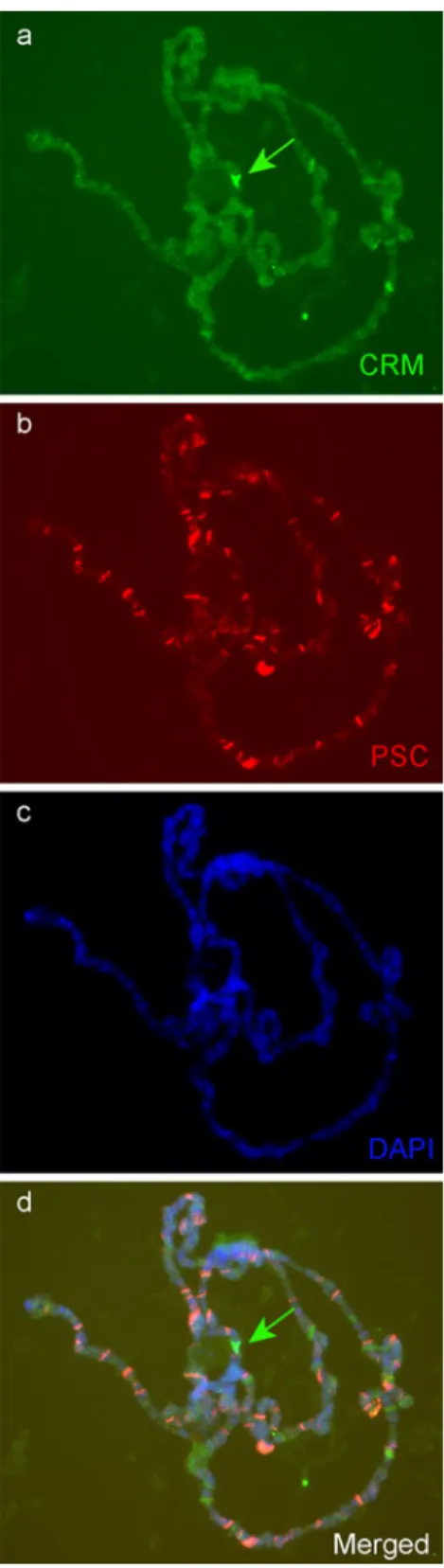 Fig. 9 The Polycomb group protein PSC does not co-localize with CRM on His-C immunostaining of CRM (a, d, green) and PSC (b, d red) on salivary gland polytene chromosomes