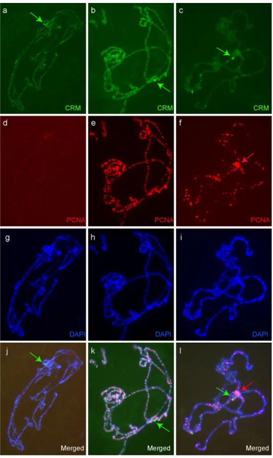 Fig. 3 Co-immunostaining for CRM (green) and PCNA (red) on salivary gland polytene chromosomes