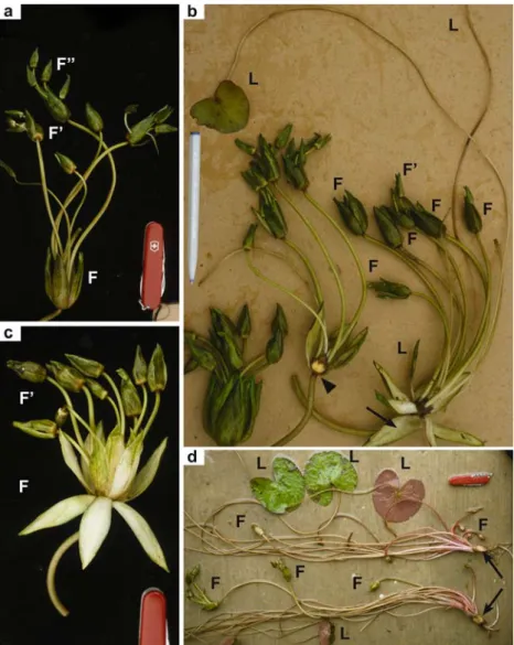 Fig. 1 Nymphaea prolifera. Plants photographed in the field: