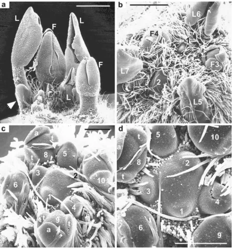 Fig. 2 Nymphaea prolifera. Lateral and top views of central portion of branching flower, before and after removal of protecting hairs