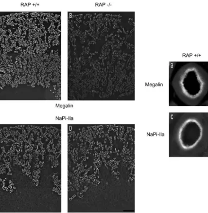 Fig. 1 Localization and expression of megalin and Na + /P i cotrans- cotrans-porter type IIa (NaP i -IIa) in kidneys from receptor-associated protein (RAP) wildtype (+/+) and RAP-deficient (/) mice.