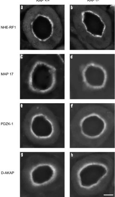 Fig. 3 Normal localization of proteins interacting with NaP i -IIa in the proximal tubule