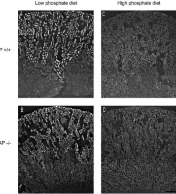 Fig. 10 Acute adaption to a high-phosphate diet induced internal- internal-ization of NaP i -IIa in intact animals