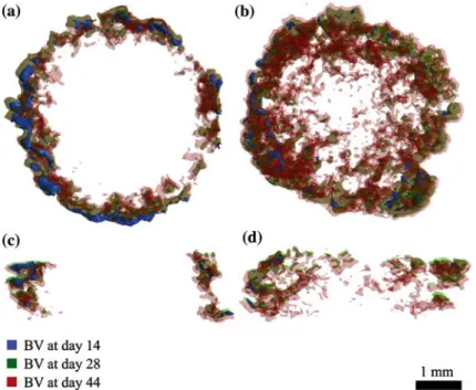 FIGURE 2. Superimposed 3D bone volumes of two representative samples illustrating the progression of bone-like tissue deposition: (a–b) Top views and (c–d) side views on corresponding center slices; blue = bone volume (BV) at day 14, green = BV at day 28, 