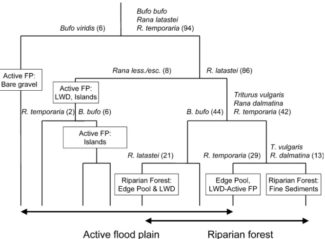 Figure 7. TWINSPAN separation of ﬂoodplain waters and the indicator species responsible for the separation