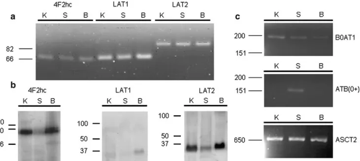 Fig. 1 Expression of system L amino acid transporter subunits in rat stomach. a mRNA was isolated from rat kidney (K), stomach mucosa (S), and brain (B), and RT-PCR was performed for the three subunits 4F2hc, LAT1, and LAT2