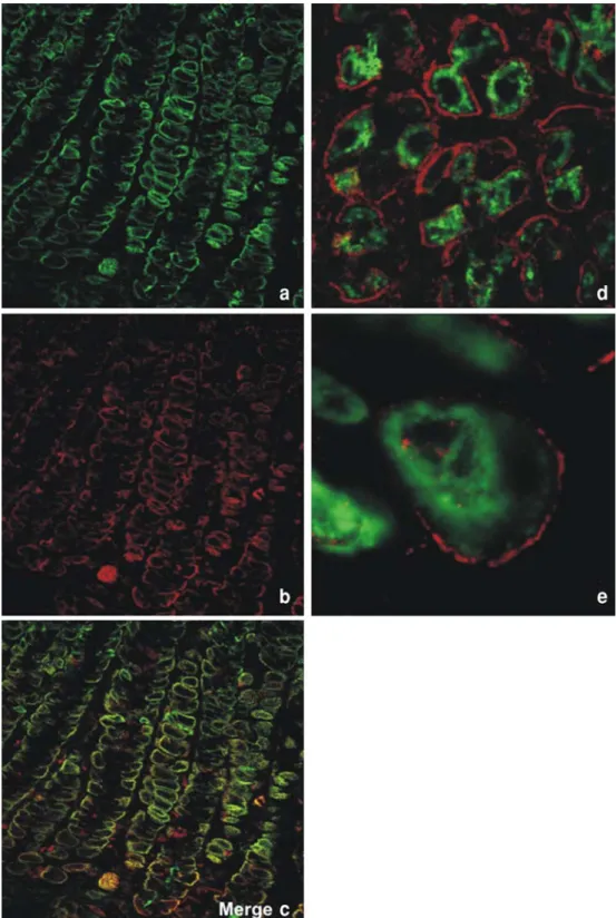Fig. 2 Localization of system L subunits 4F2 and LAT2 in rat gastric parietal cells. a–c Localization of 4F2hc (green) (a) and LAT2 (red) (b) in rat stomach gastric glands