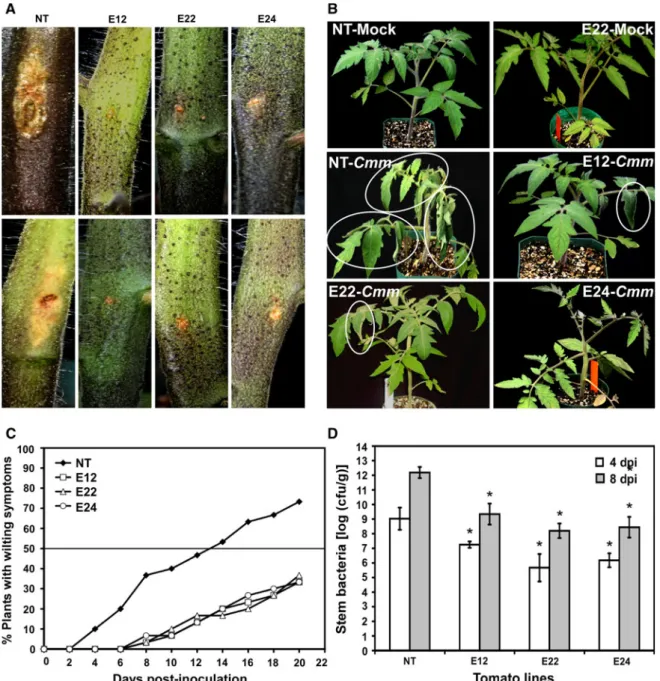 Fig. 5 Evaluation of ELP over-expressing transgenic lines for resistance to Clavibacter michiganensis subsp
