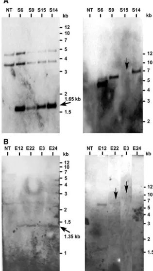 Fig. 2 Southern blot analysis of the T 0 transgenic tomato plants using snakin-2 (SN2) gene (a) and extensin-like protein (ELP) cDNA (b) probes