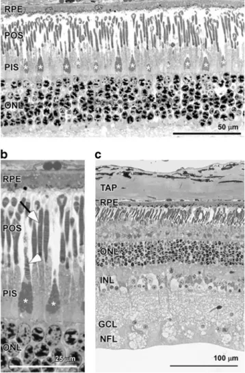 Fig. 2 Selective staining of cone photoreceptors in the chamois retina.