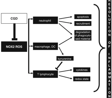 Fig. 2 Mechanisms implicated in the ROS-dependent resolution of inflammation in chronic granulomatous disease