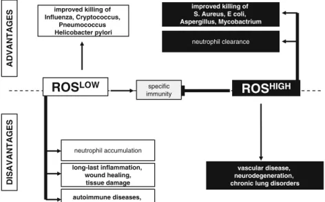 Fig. 3 Concept of ROS high and ROS low inflammatory responses. The level of ROS production determines the type of inflammatory response and thereby the killing of specific microorganisms