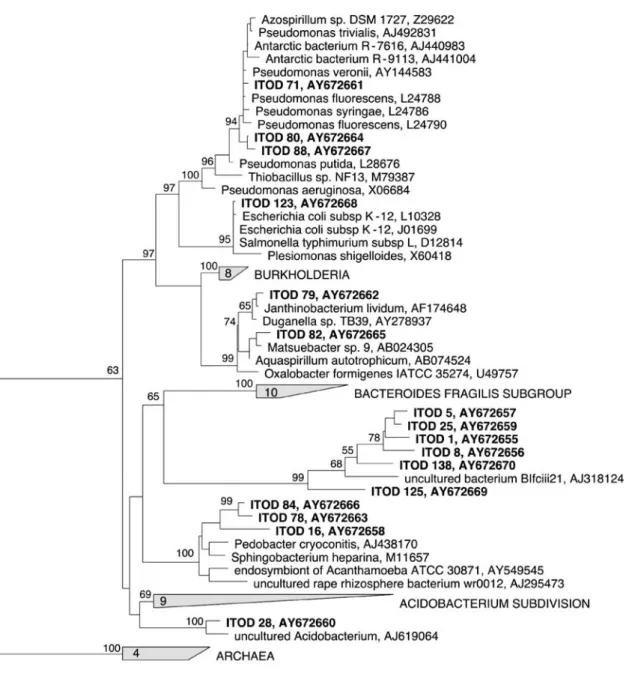 Figure 8. Maximum parsimony analysis of partial 16S rRNA genes from 5- and 70-year-old rhizosphere and interspace microhabitats of the Dammaglacier forefield and published sequences