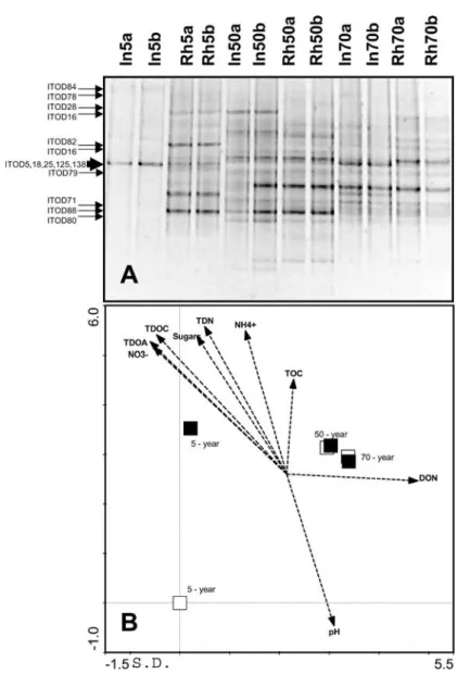 Figure 7. (A) DGGE patterns produced from 16S rDNA templates isolates from interspace (In) and rhizosphere (Rh) samples across the Dammaglacier forefield  chrono-sequence