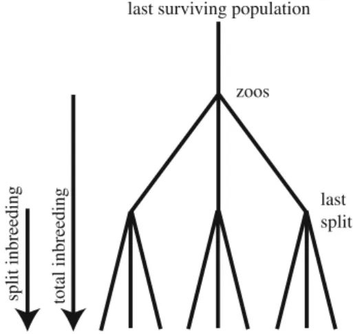 Fig. 1 Schematic diagram of the reintroduction history of Alpine ibex. Population-specific Fst was estimated over two time periods: