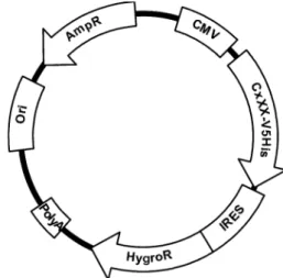 Fig. 1 Generic plasmid map of the construct used. The CMV promoter generates a bicistronic mRNA that codes for a Cx (CxXX: