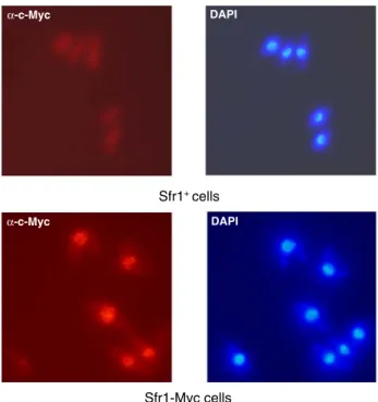 Fig. 5 Cellular localization of the Sfr1 protein. Fluorescence images for Sfr1-Myc13 and DNA (DAPI) are shown