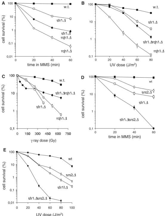 Fig. 2 Epistasis analysis of sfr1  with helicase mutants. sfr1  showed partial suppression of the sensitivity of rqh1  cells to MMS (a), UV-light (b), and -rays (c)