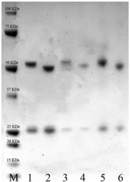 Fig. 6 SDS-PAGE analysis of IgG glycosylation. Anti- Anti-Rhesus D IgG from the transient transfection in the 150-l bioreactor (lanes 1 and 2) and from CHO AMW (lanes 3 and 4) were affinity purified