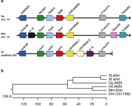 Fig. 1 Comparison of synteny and phylogenetic analysis of AMN genes. a Schematic representations of the synteny blocks containing amn genes in the human (Hs), mouse (Mm), and X